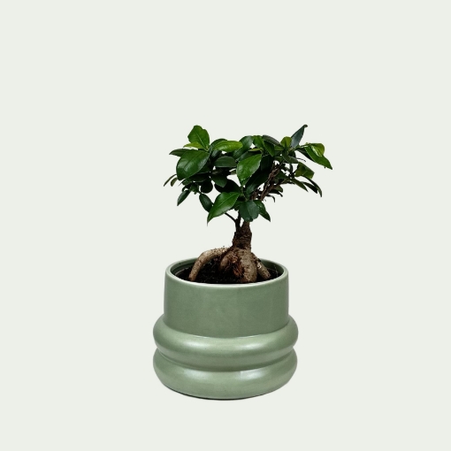 Picture of Ficus 5
