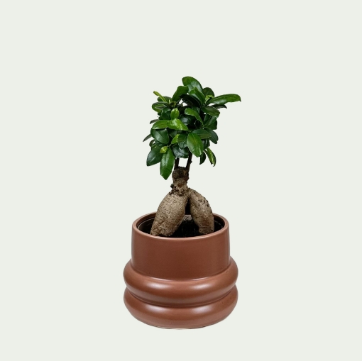 Picture of Ficus 7