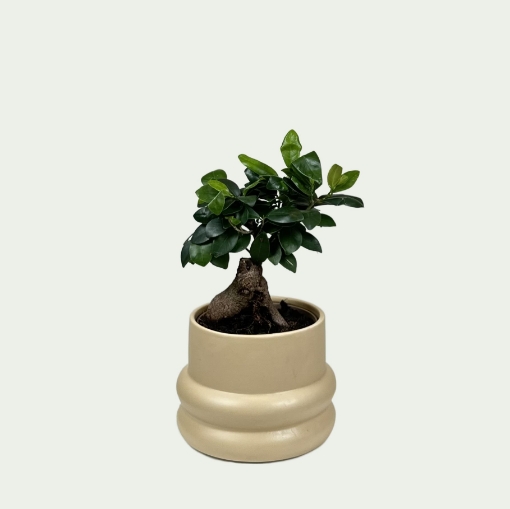 Picture of Ficus 8