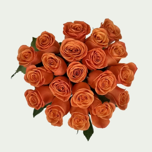 Picture of Orange Crush