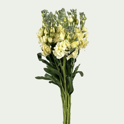 Picture of MTH Yellow