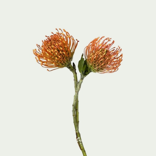 Picture of Flame