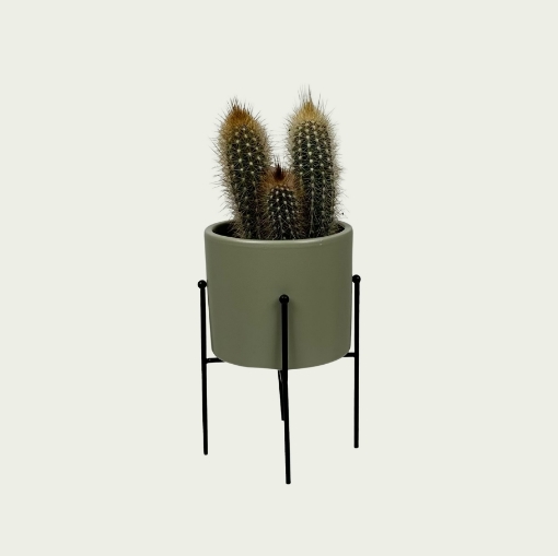 Picture of Cactus 12