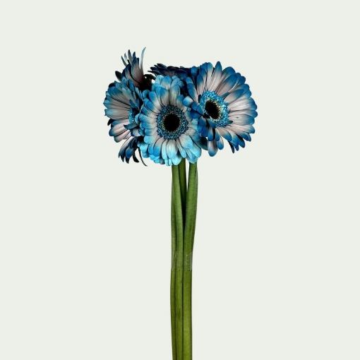 Picture of Blue Tattoo