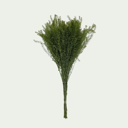 Picture of Lepidium Simple