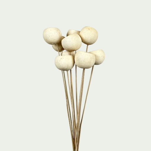 Picture of BC Bleached