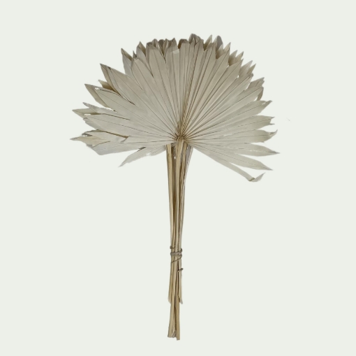 Picture of Palm Bleached 