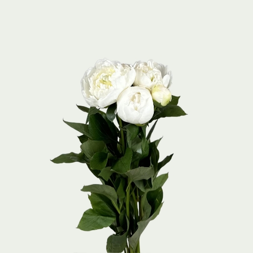 Picture of Duchesse