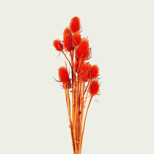Picture of Dipsacus orange