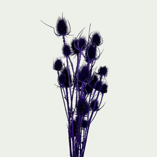 Picture of Dipsacus Purple