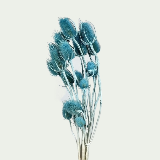 Picture of Dipsacus Blue