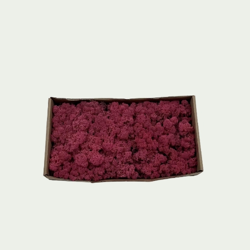 Picture of Fuchsia