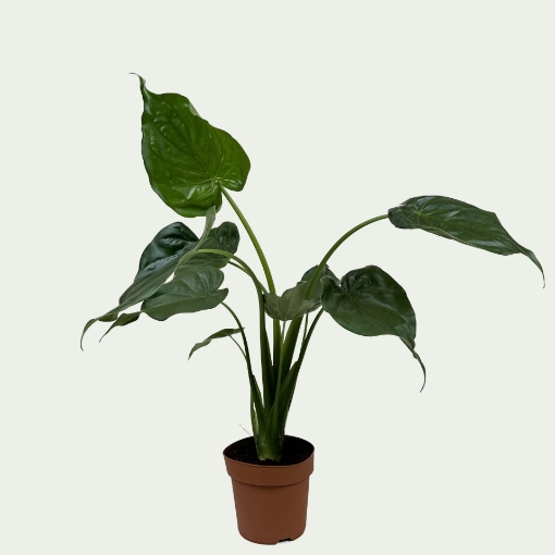Picture of Cucullata