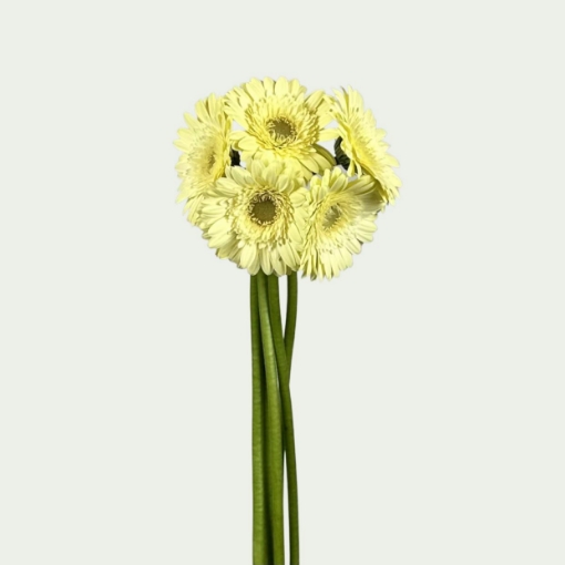 Picture of Lemony 