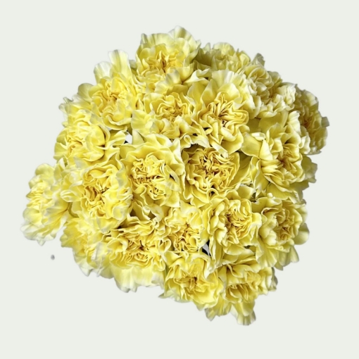 Picture of Lemony 