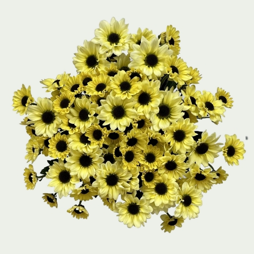 Picture of Lemony 