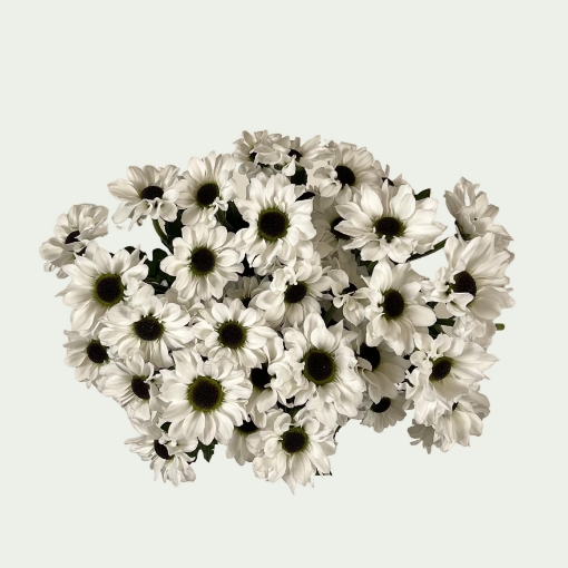 Picture of Monochrome