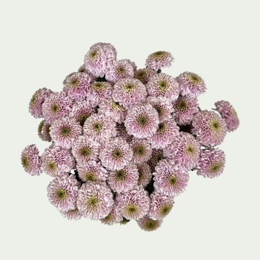 Picture of Baby Pink