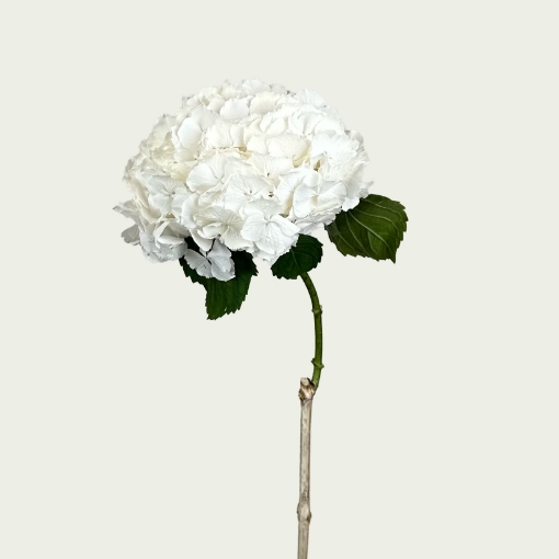 Picture of Verena White