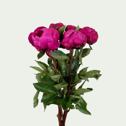 Picture of Red Bernhardt