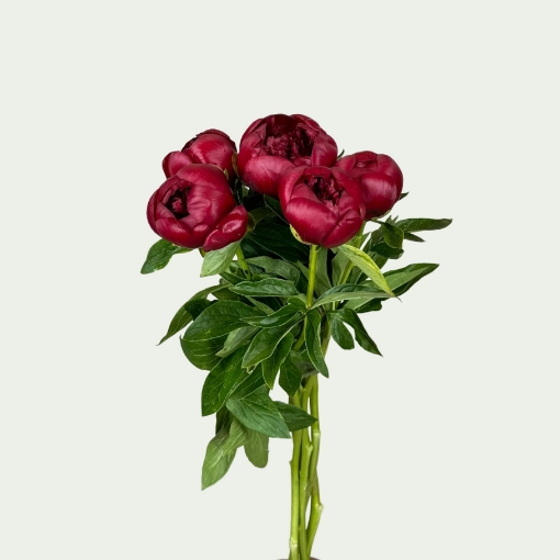 Picture of Red Charm