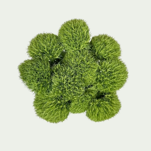 Picture of Kiwi Mellow