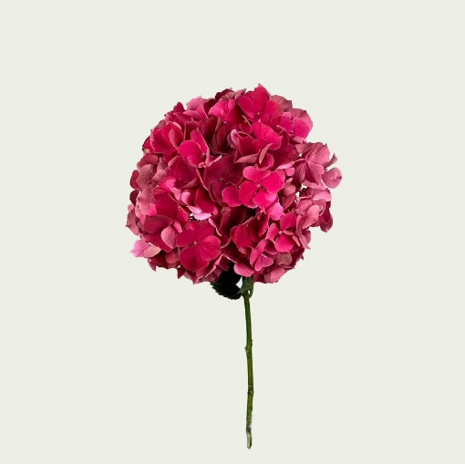 Picture of Pink Ruby