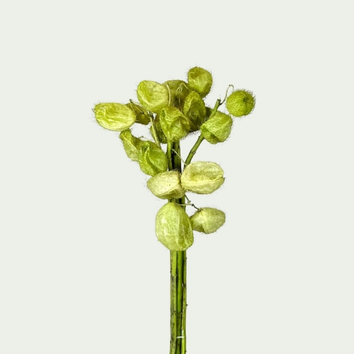 Picture of Asclepias