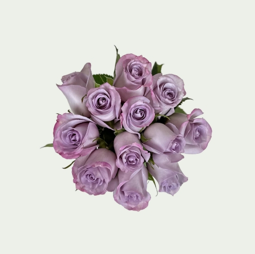 Picture of Purple Haze S