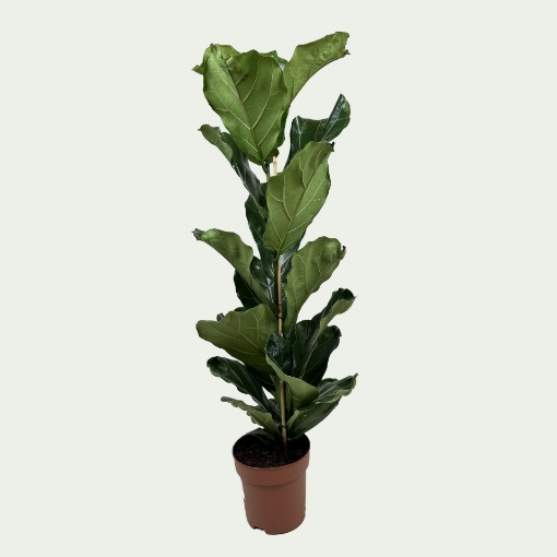 Picture of Lyatra