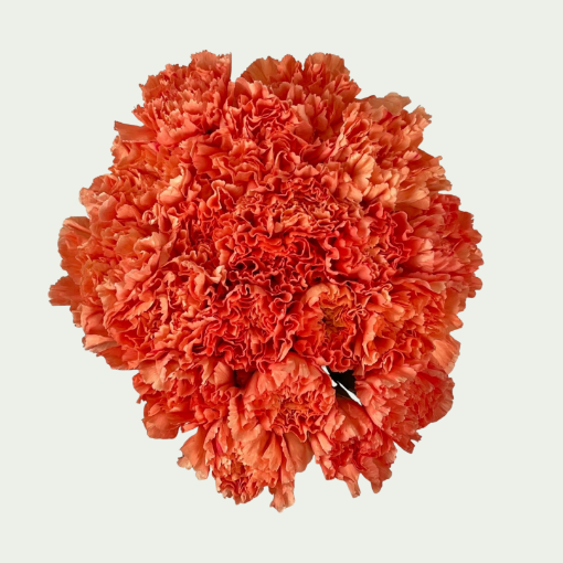 Picture of Hermes Orange 