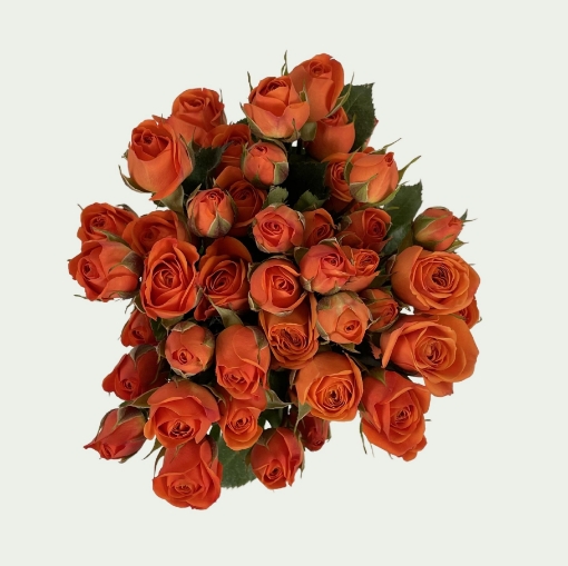 Picture of Flame