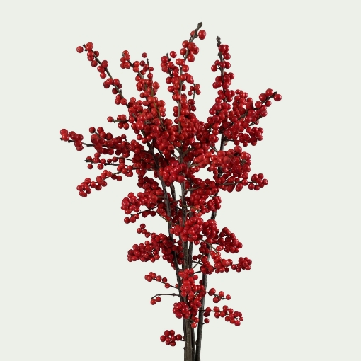 Picture of Red Star