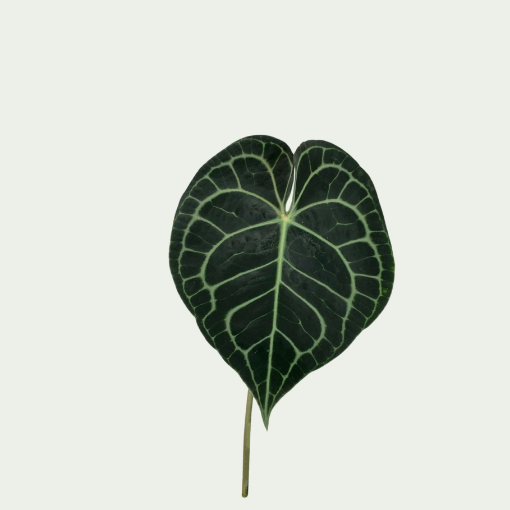 Picture of Clarinervum