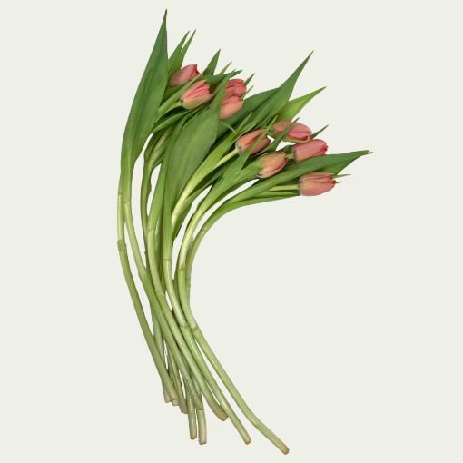 Picture of Double Twist