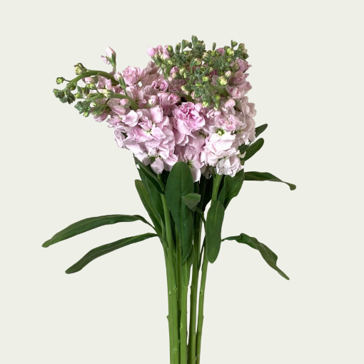 Picture of MTH Baby Pink