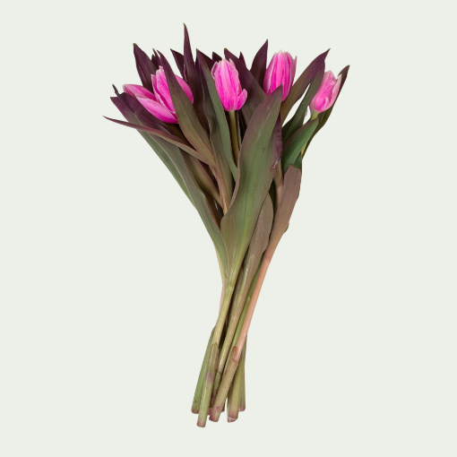 Picture of Pastel Cerise