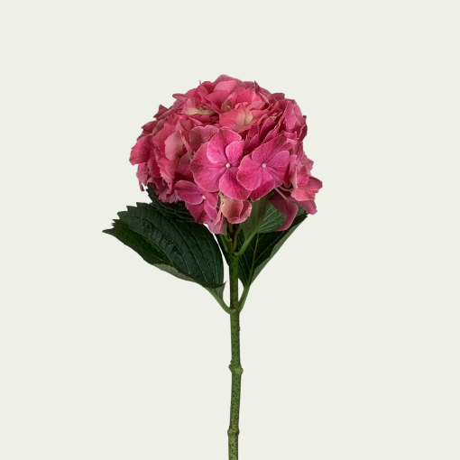 Picture of Magical Pink