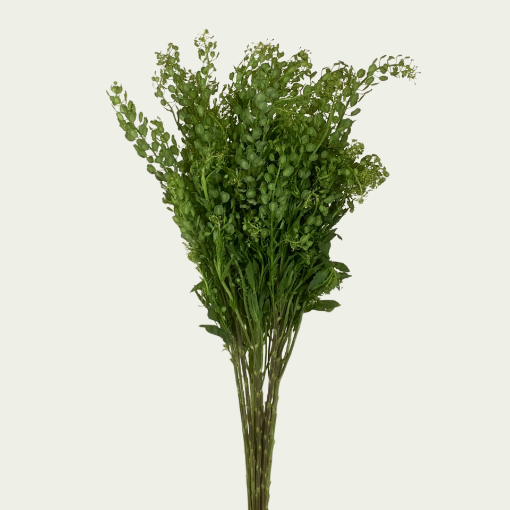 Picture of Pennycress
