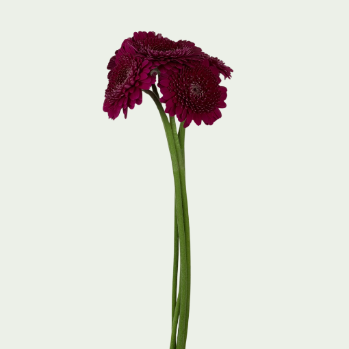Picture of Danee