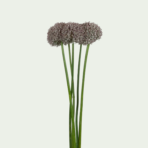 Picture of Ampeloprasum