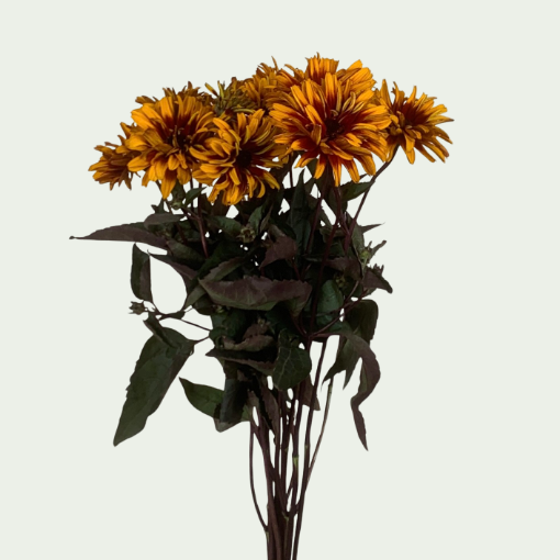 Picture of Yellow Spider