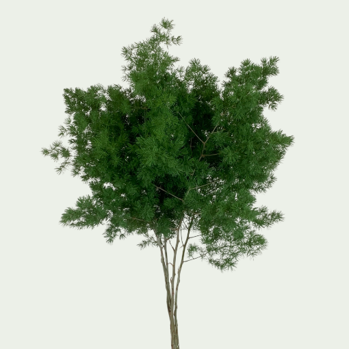 Picture of Umbellatus
