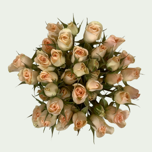 Picture of Porcelina