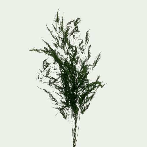 Picture of Pyramidalis