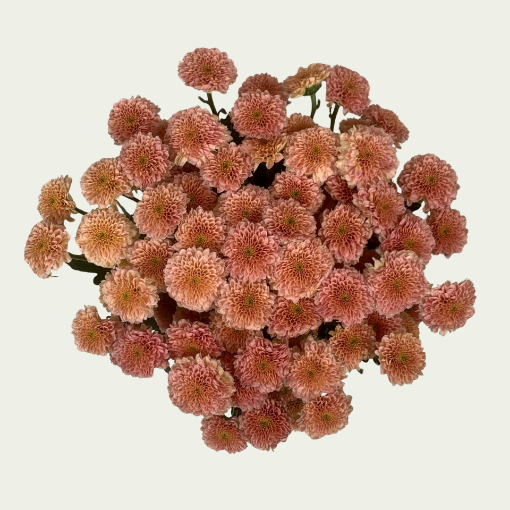 Picture of Miller Peach