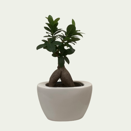 Picture of Ficus 11