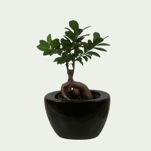 Picture of Ficus 12