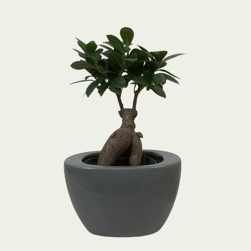 Picture of Ficus 13