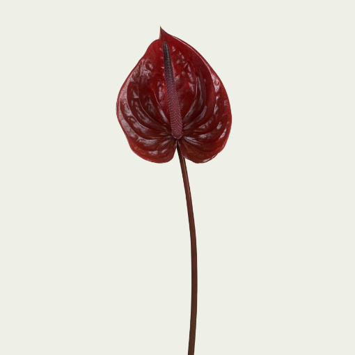 Picture of Nero